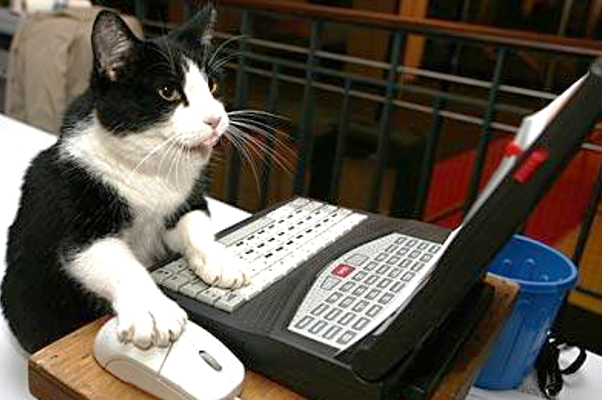 Cat1