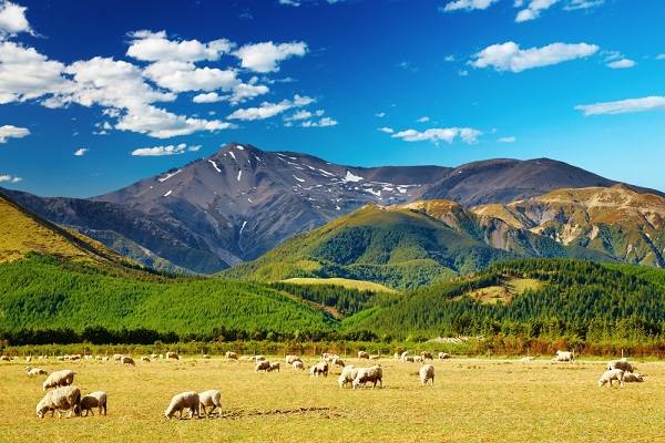NewZealand